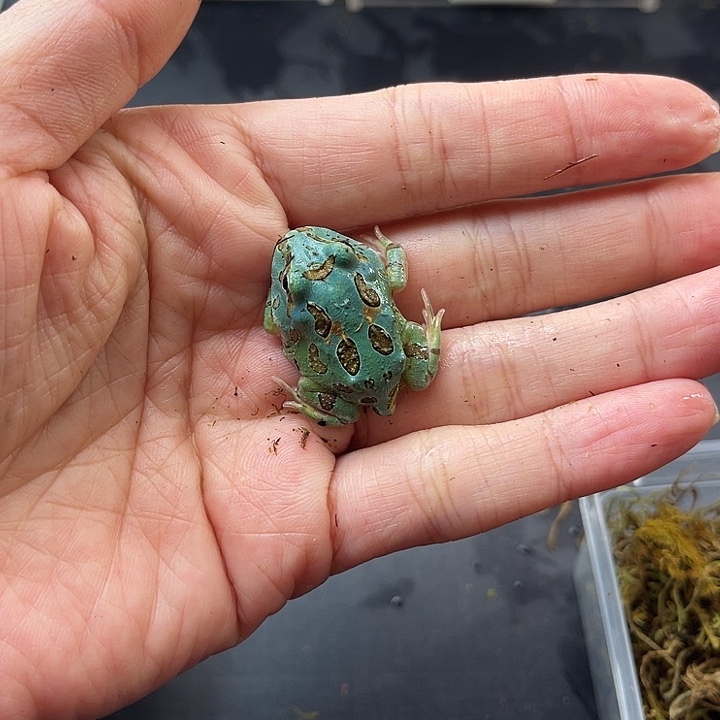 Ccp异色拍拍拍拍拍拍