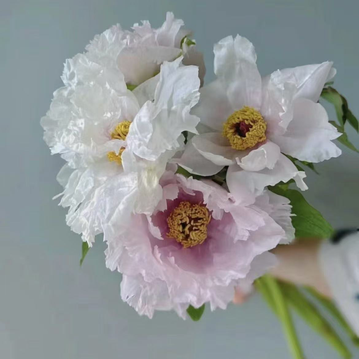 鲜切花，鲜切鲜发