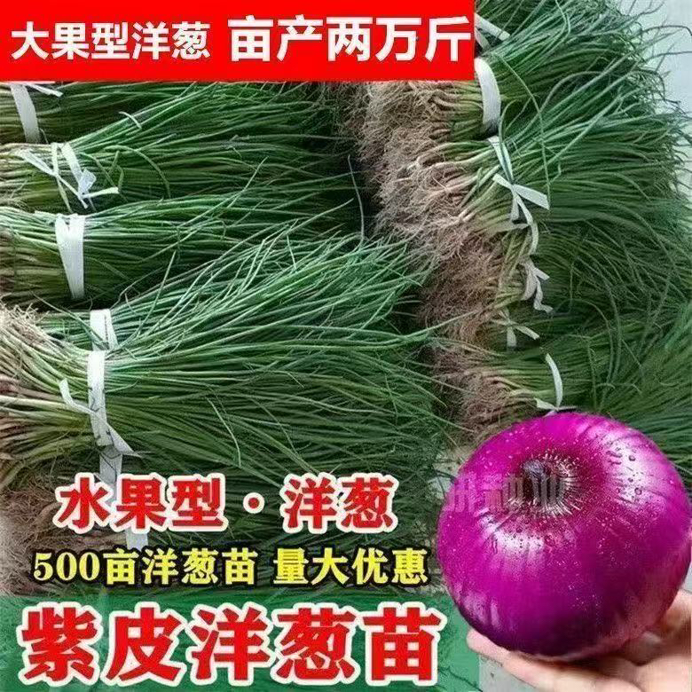 正宗水果洋葱苗鲜苗大果紫皮扁圆红皮圆葱秋冬耐寒蔬菜苗