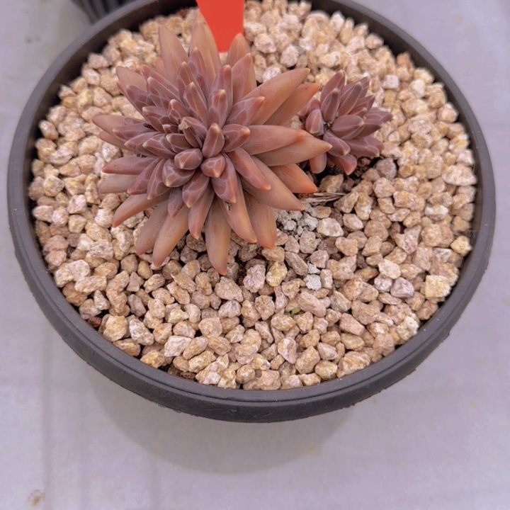 @*色40多肉植物一物一拍