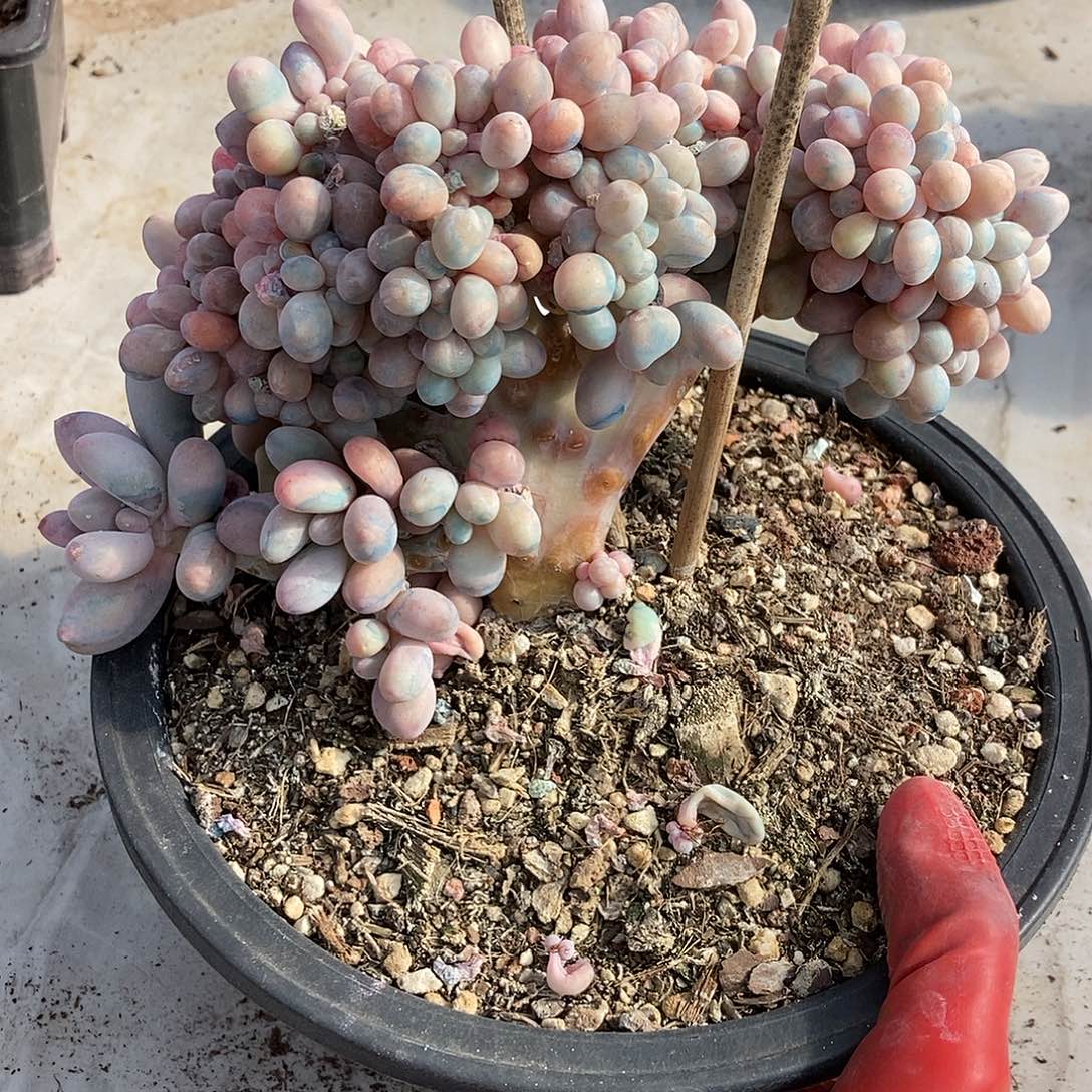10-92 一物一拍不退不换退款拉黑