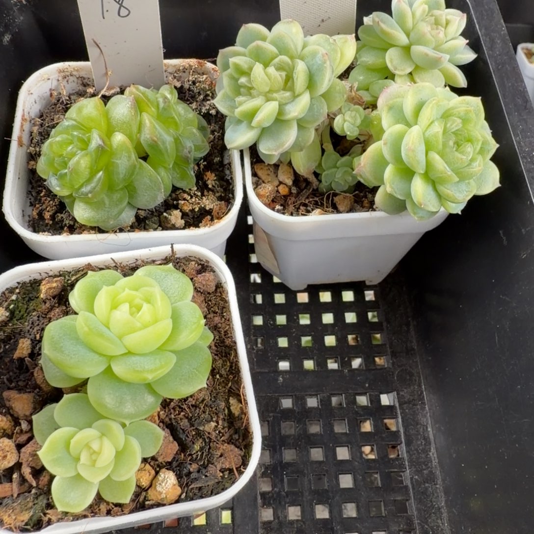 财***W财运三颗一组包邮