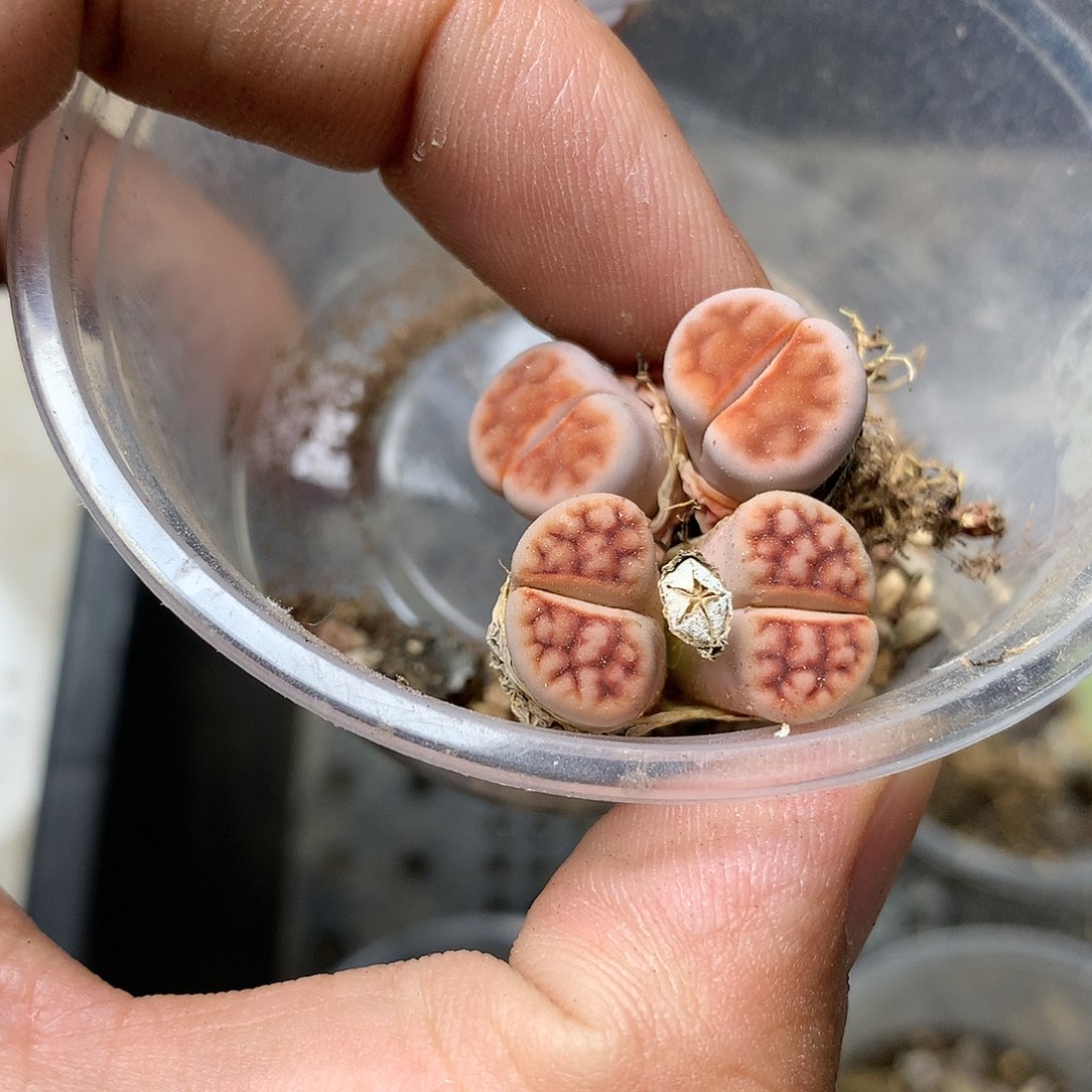 B906多肉植物保护