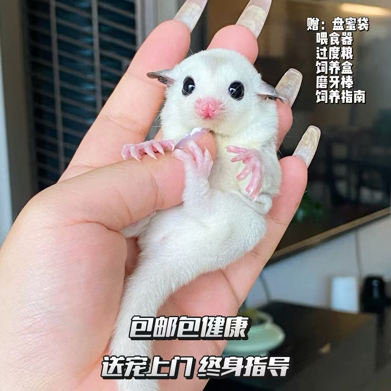 蜜袋鼯活体幼崽手养蜜袋鼯玩家蜜袋鼯小飞鼠宿舍家养小宠物