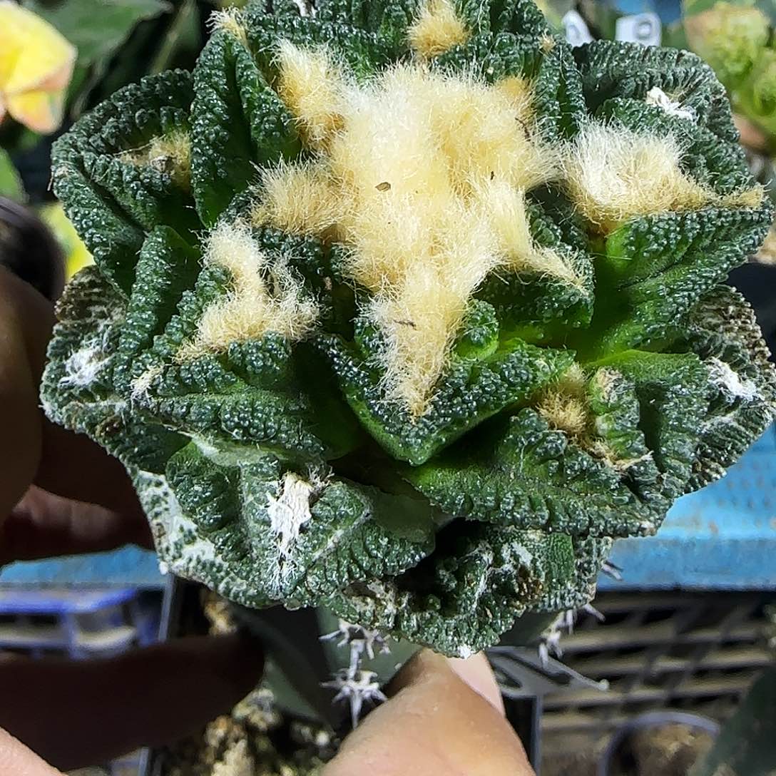 辛顿165仙人球开花啦