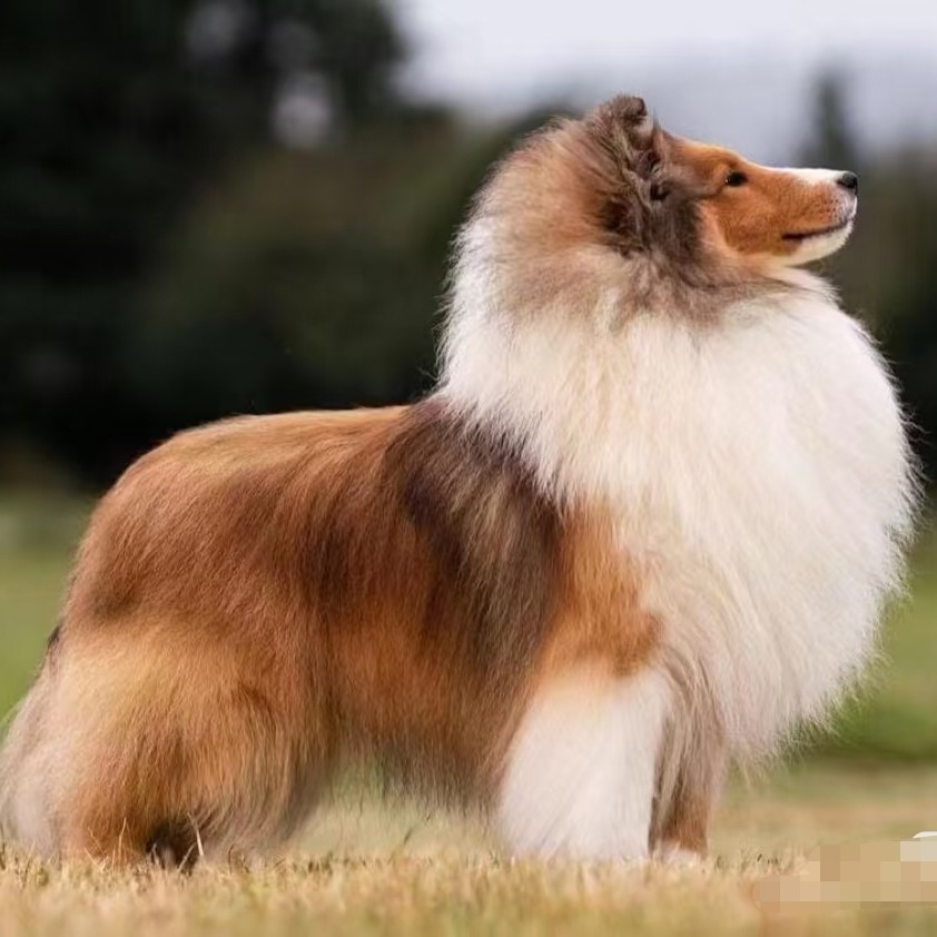 新福润得喜乐蒂牧羊犬幼犬