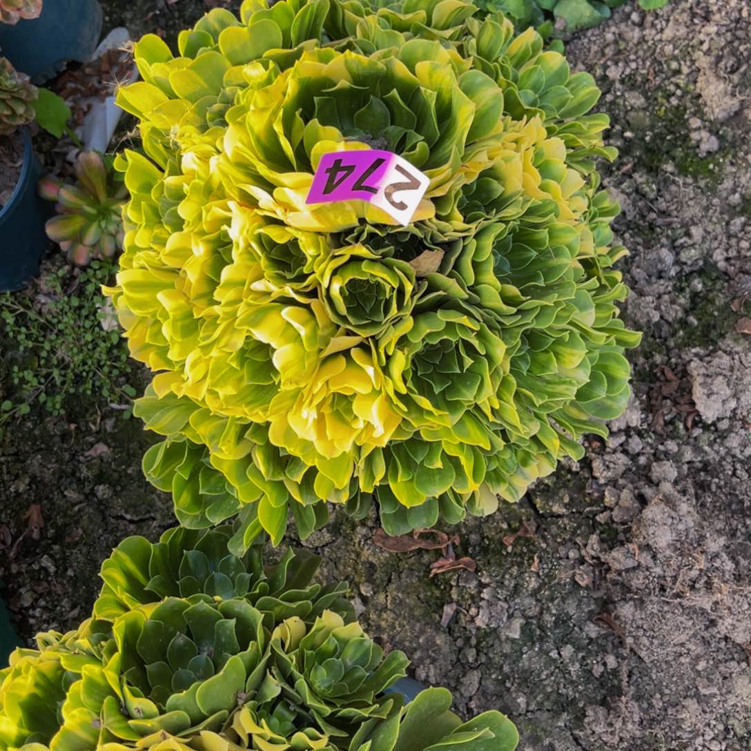 五色琉璃26—-4包邮