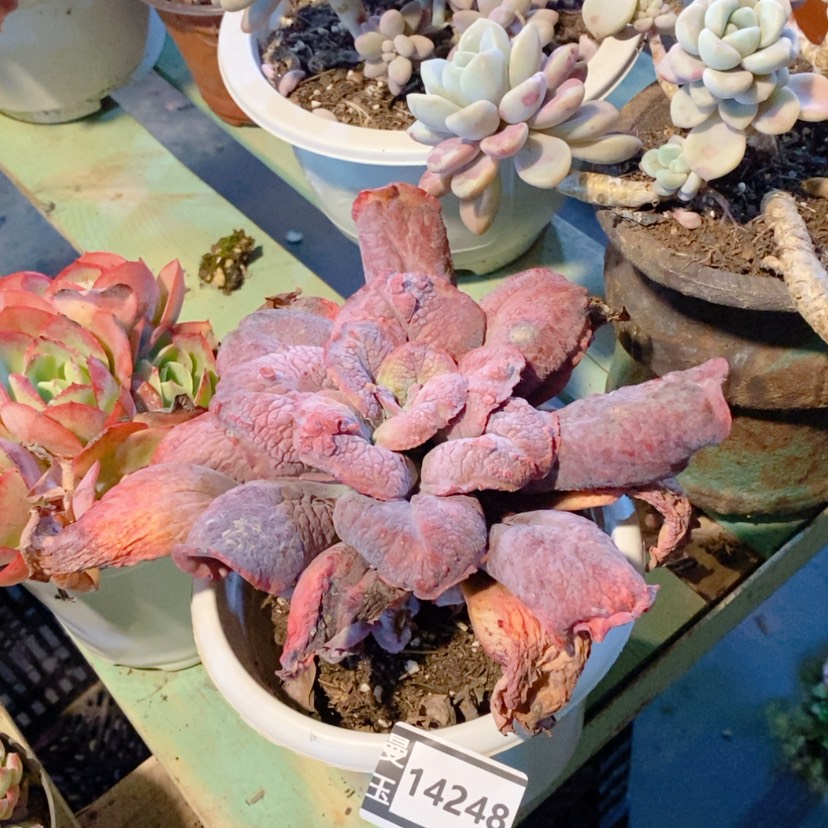 【闪购商品】狂野蓝爵14248