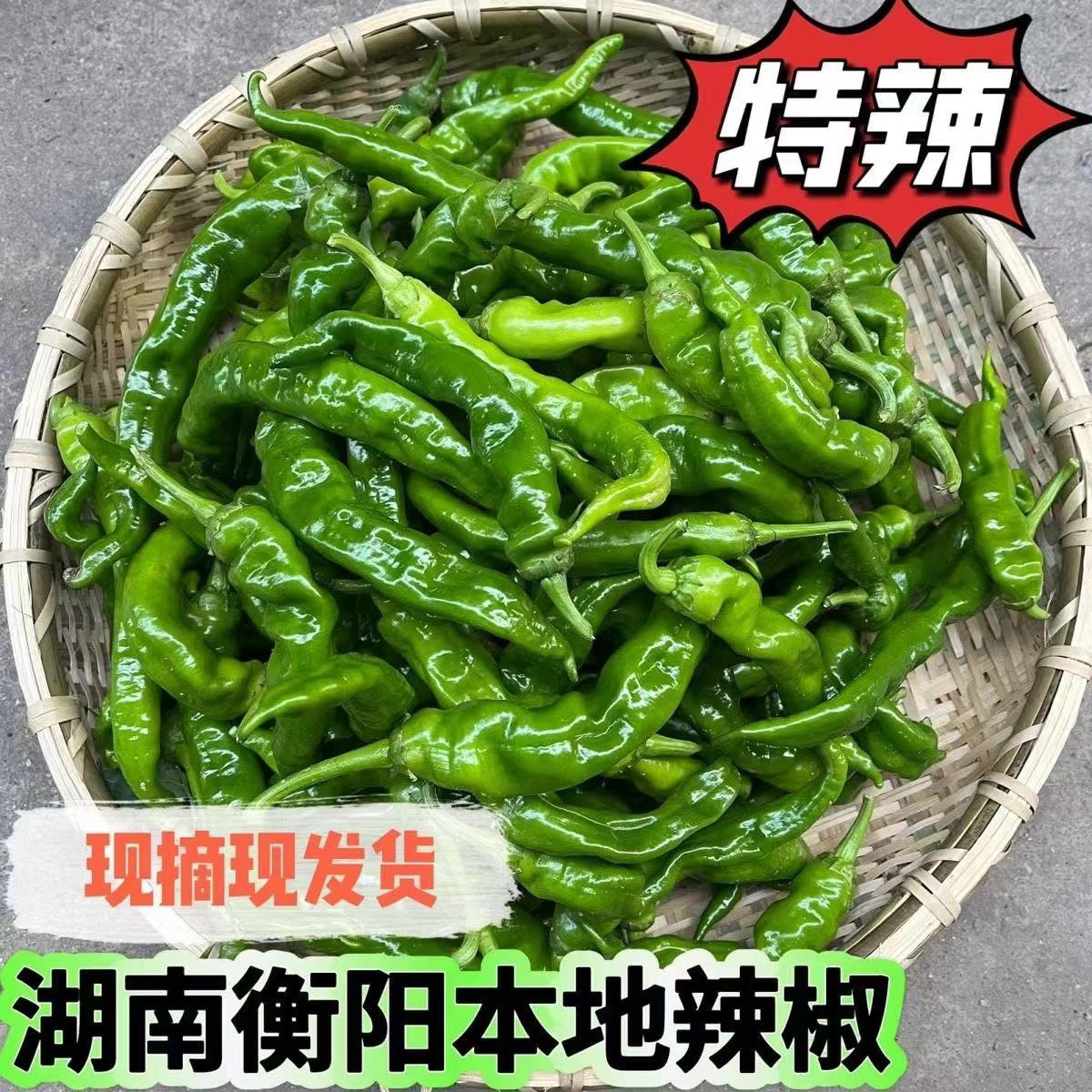 【湖南本地辣椒特辣】湖南辣椒香辣中辣椒特辣中辣现摘现发