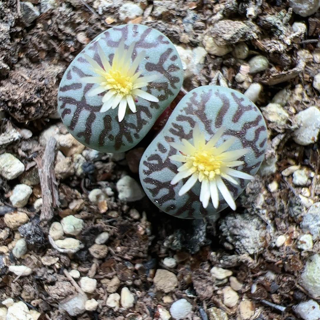 【闪购商品】163 猴墨