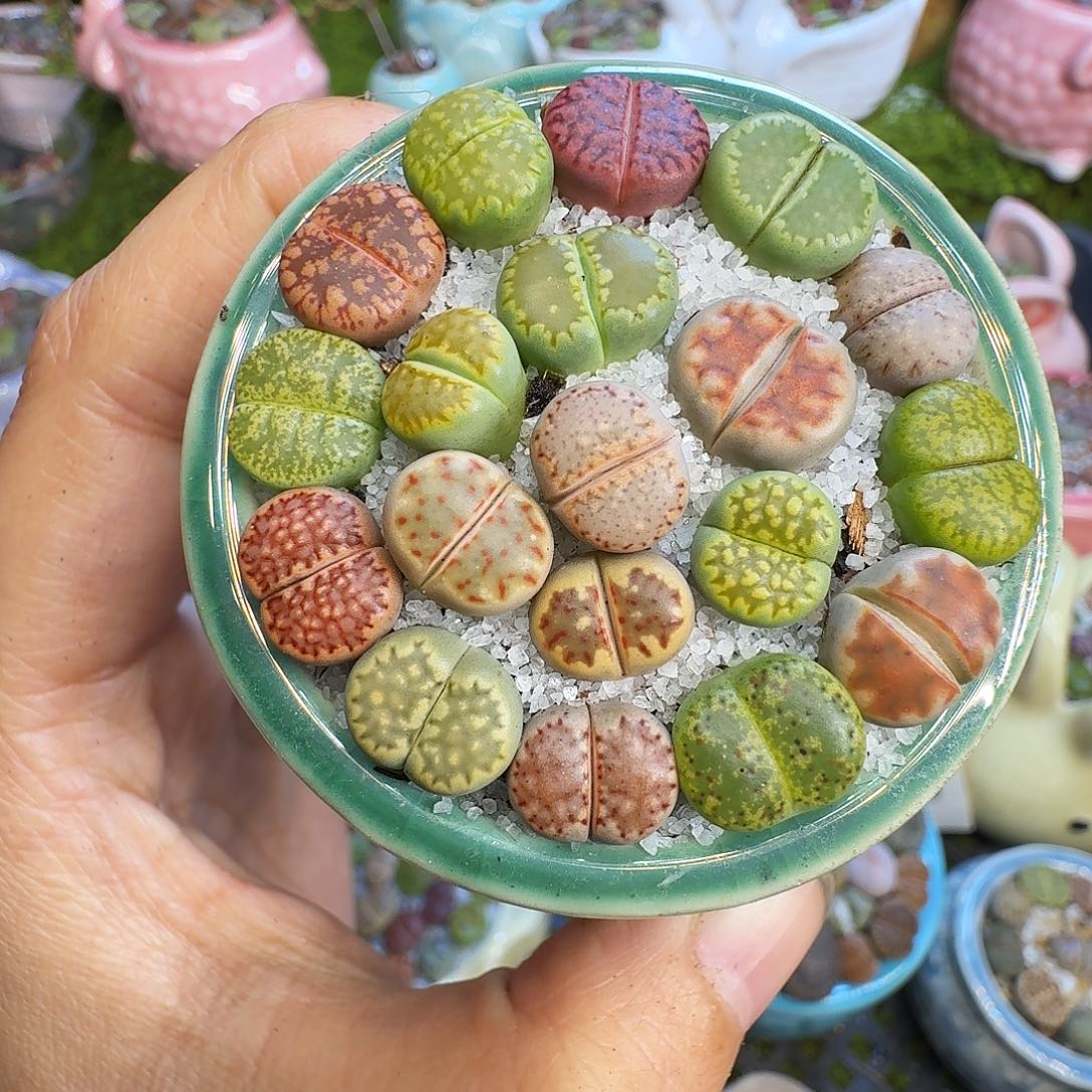 多肉植物开播福利1059