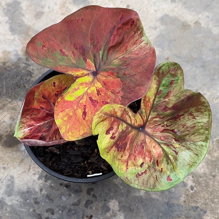 58-1229月光广东现货