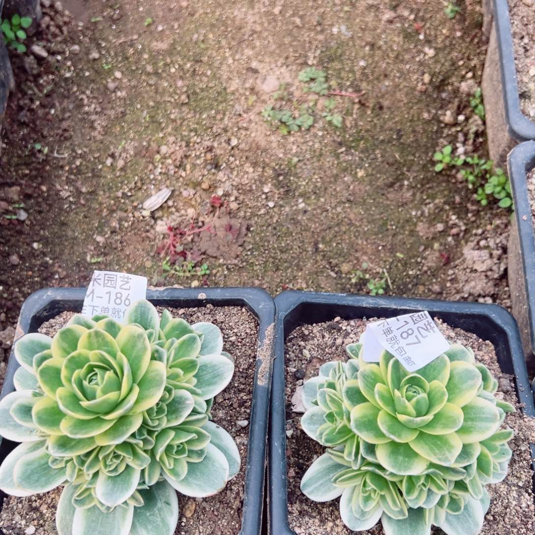 云*山地玫瑰锦186-87