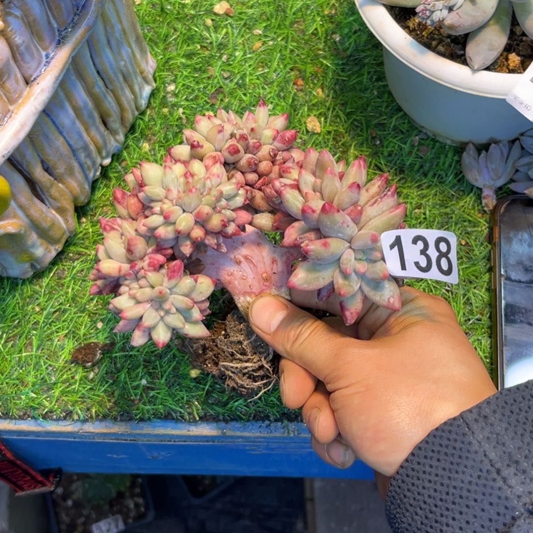 ～**～多肉植物赌紫体虞/虞姬缀小树138