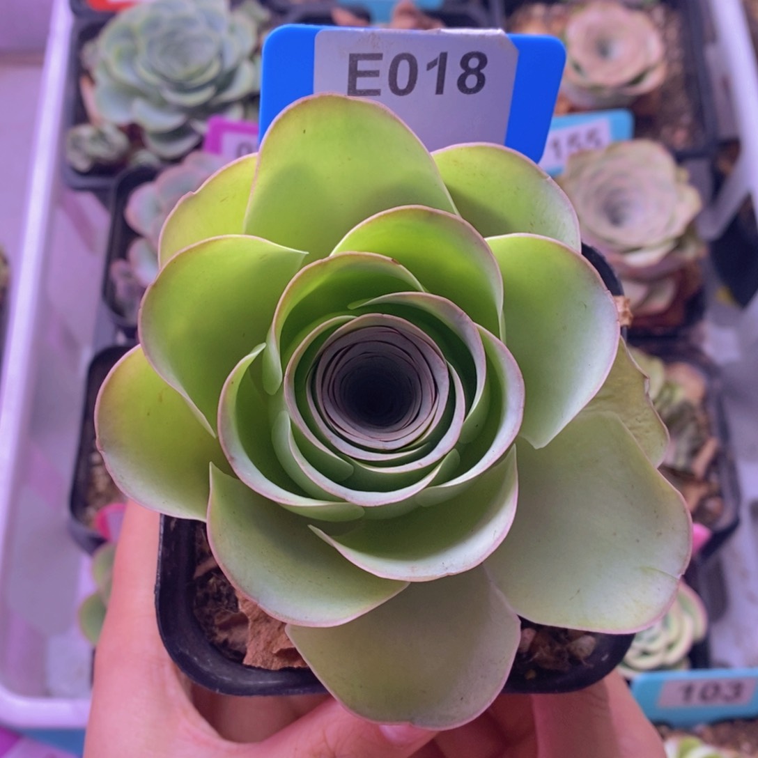 盛夏玫瑰一物一拍E018