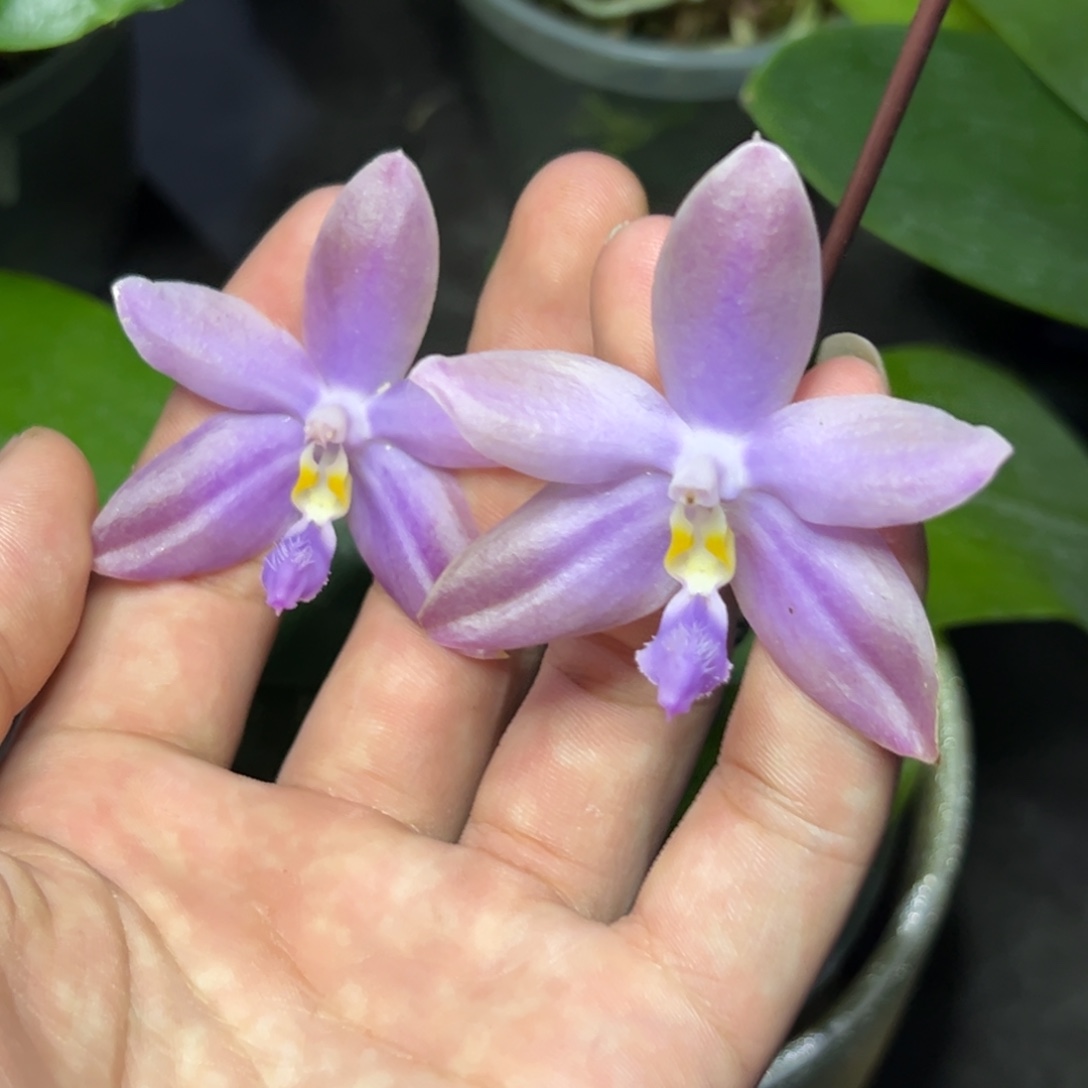 完全开放l328三寸ys1199