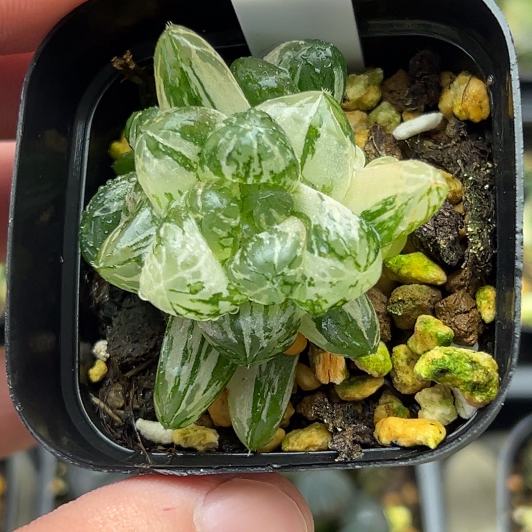 22塑料皮玉露锦一物一拍