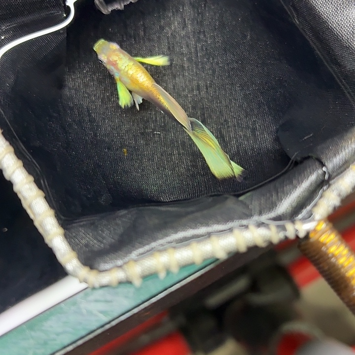 孔雀鱼黄化蓝礼服欧意金翅一对