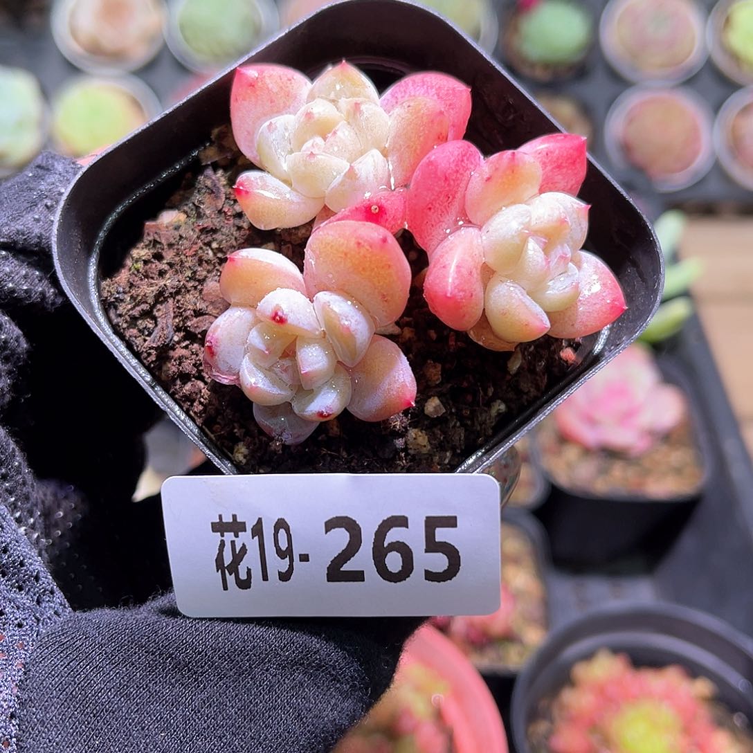 花利美19-265冰玉