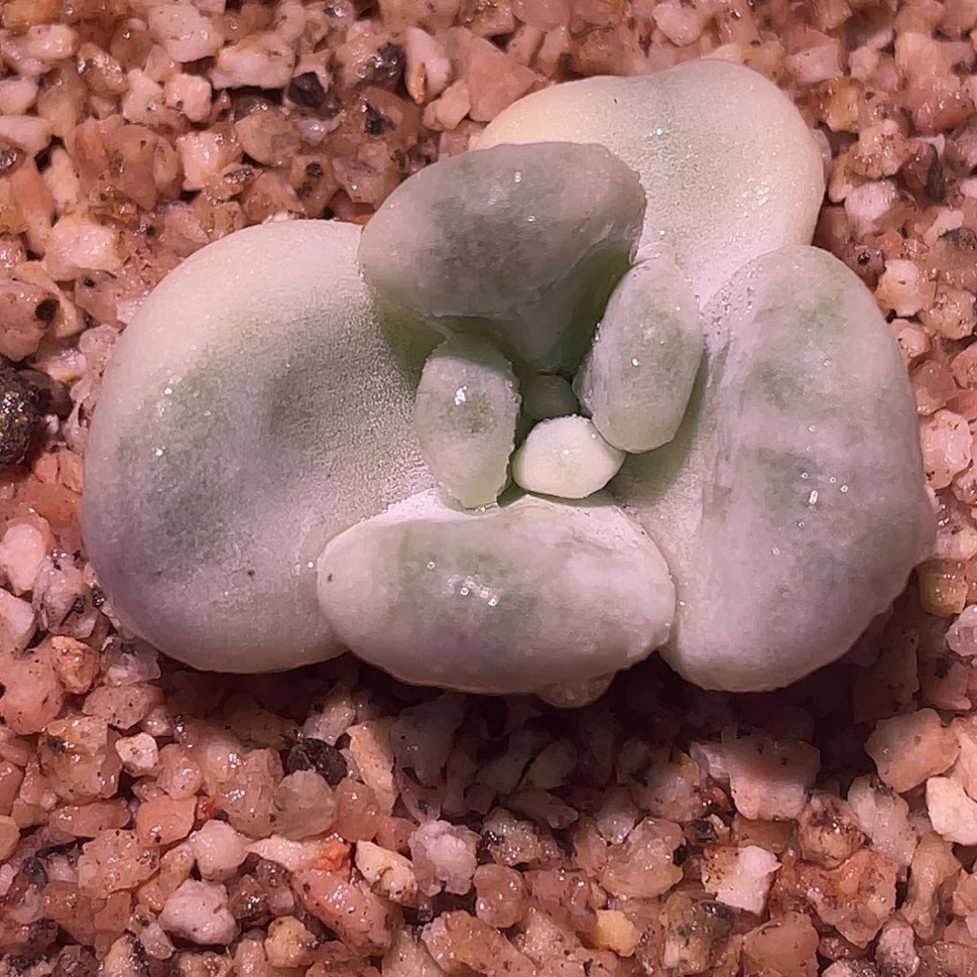 W***࿐尚品园艺福利马克龙头盖