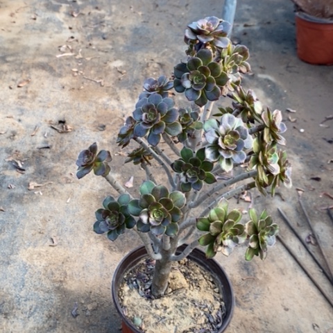 灰豆多肉植物011