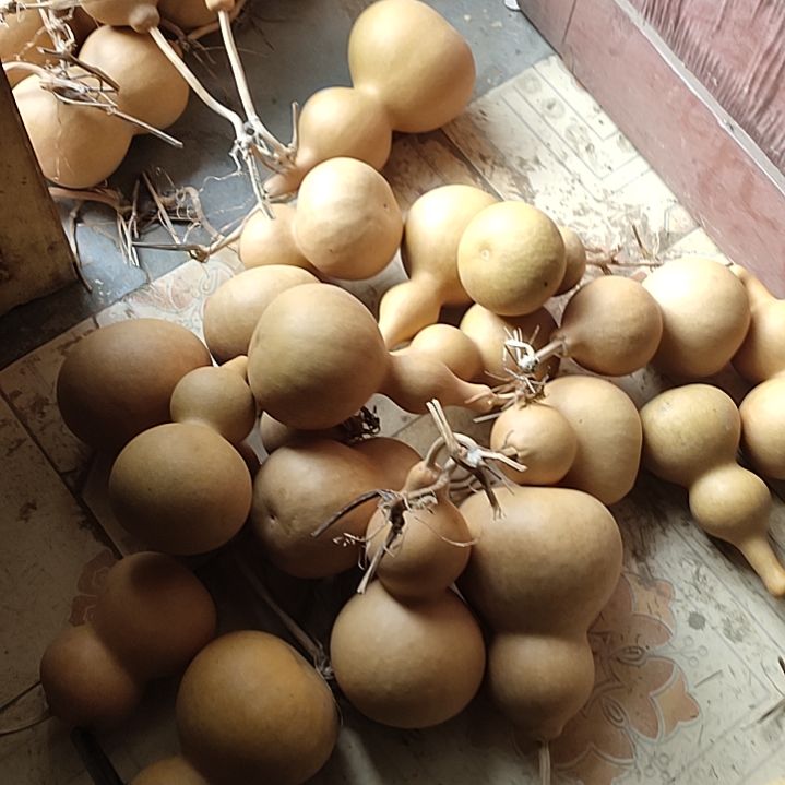 時***肆天然葫葫芦10个大中号葫芦60个小中号葫芦