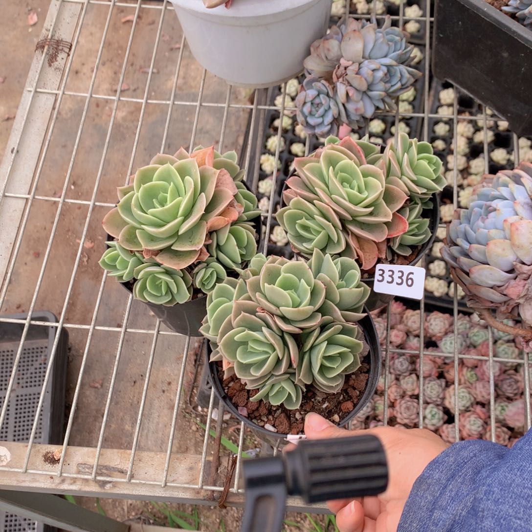 3336星纳塔三个一起