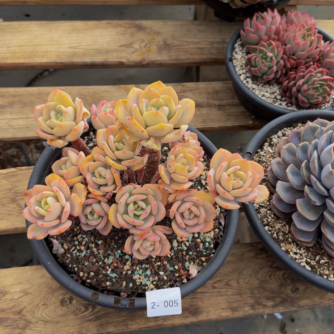 ?****12-005白月光福利价不包损