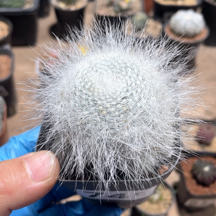 745雪猿玉翁仙人球