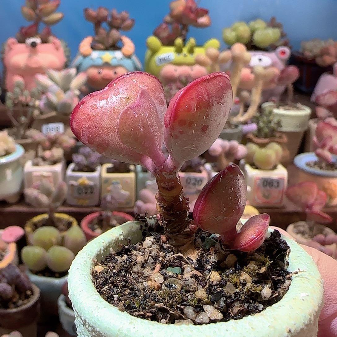 高低造型爱心 盆口4cm