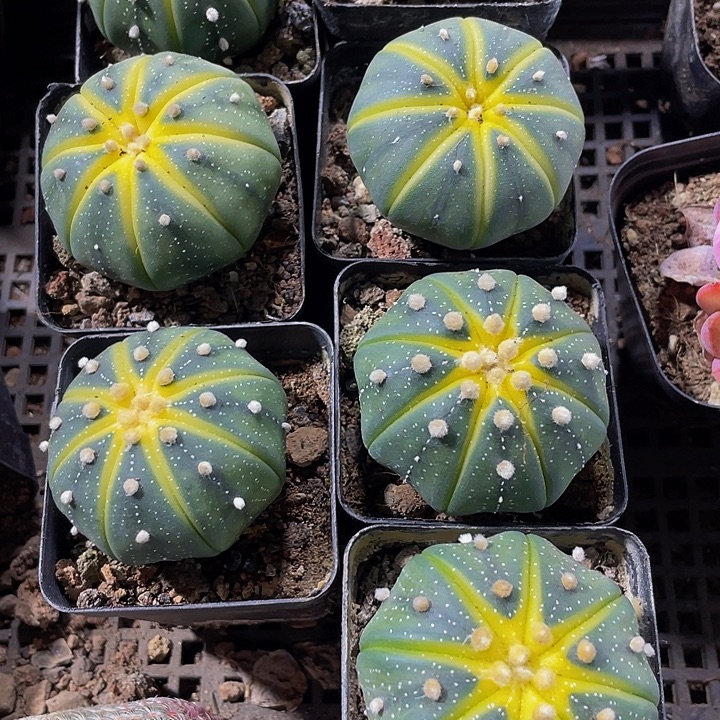 星兜锦带盆土发货