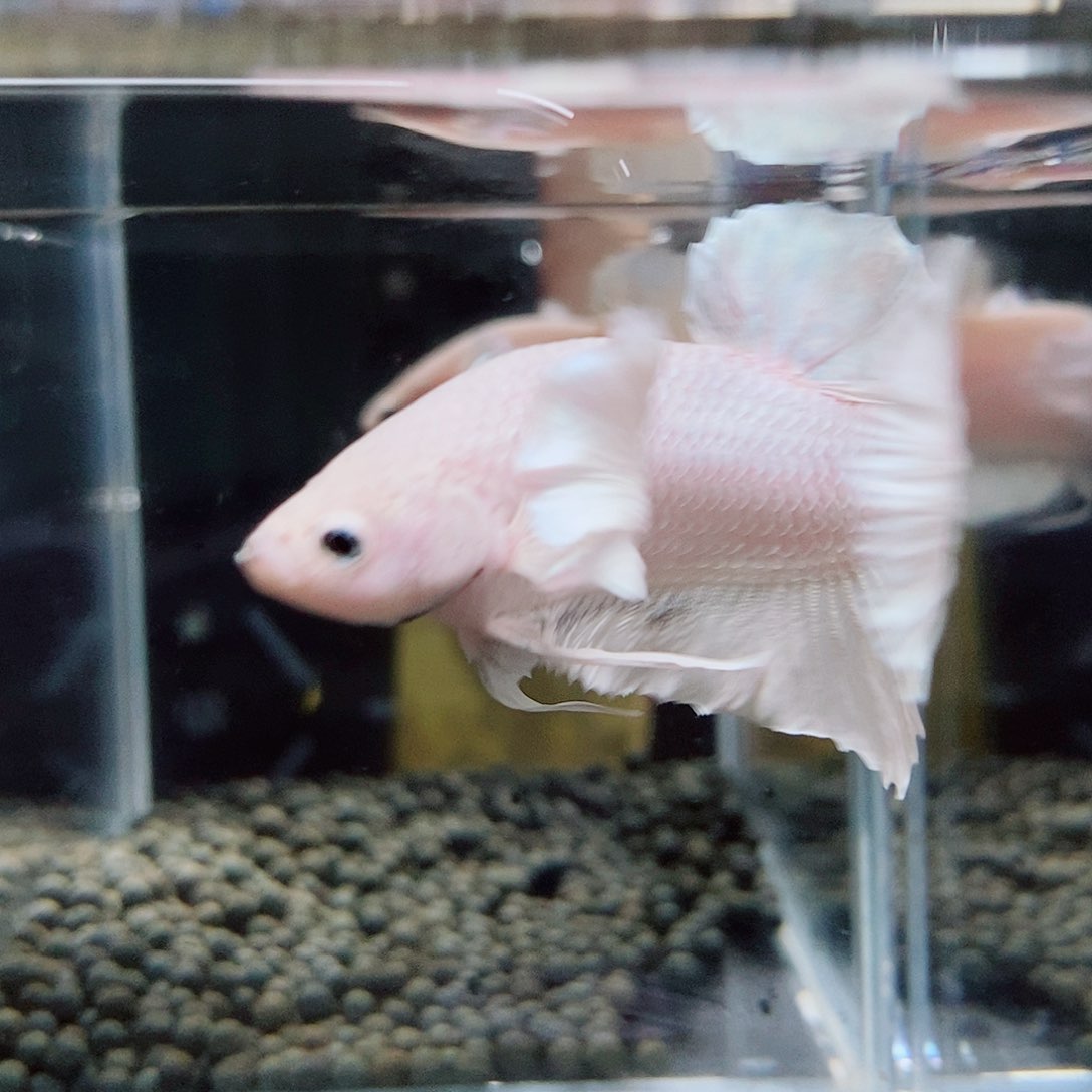 斗鱼黑345号a a a a