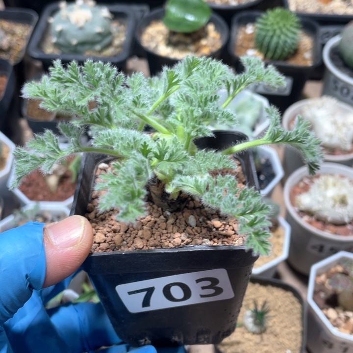 703羽叶洋葵块根