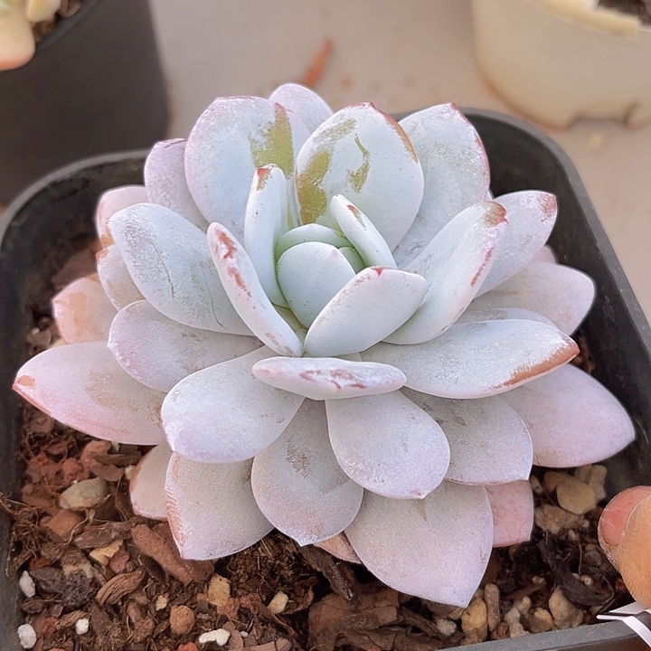 雪莲02227多肉植物