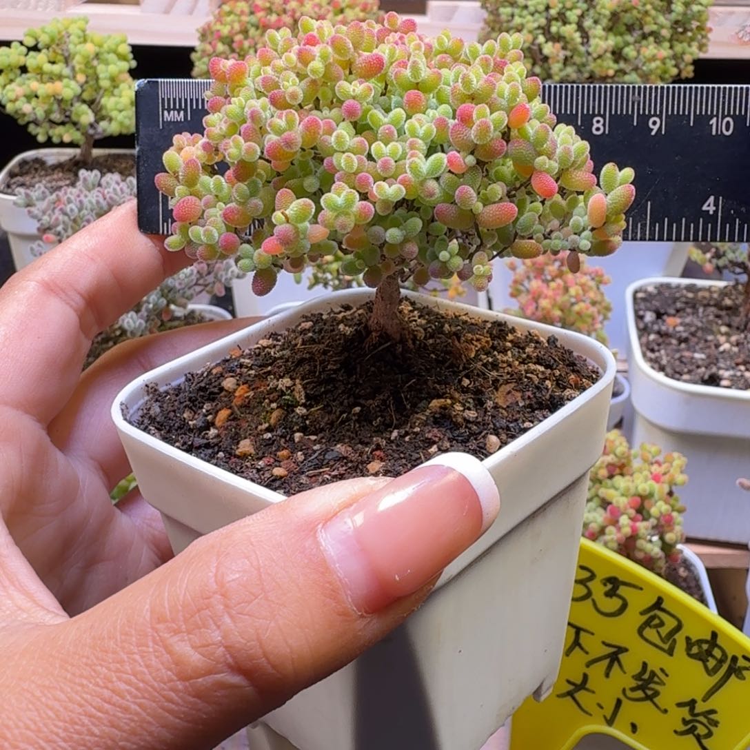 a234号蜜橘冠服6.5厘米左右