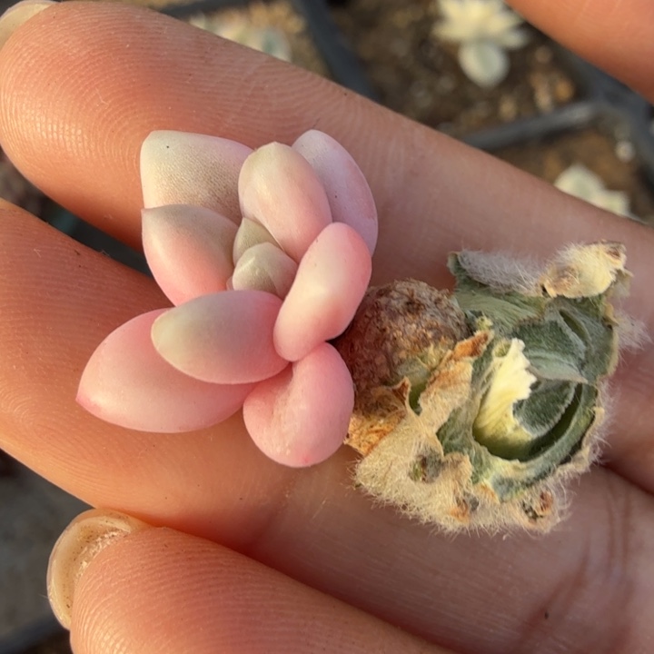 蜜桃啵啵锦无替品价格