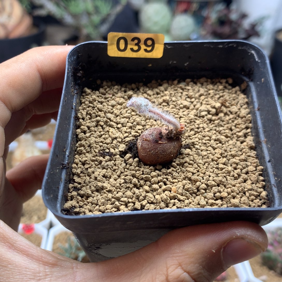 园艺枯木杨葵母本带盆多肉039