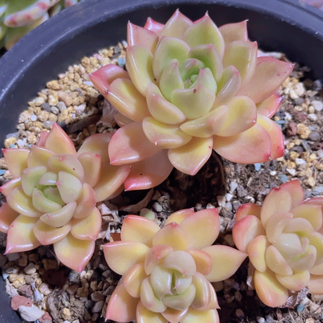 白玫瑰01161多肉植物