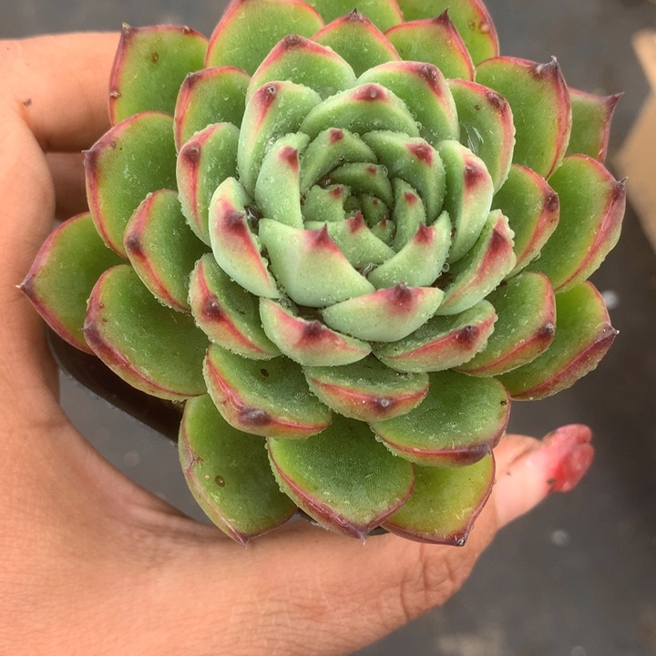 月亮石头。（满9.99包邮不满9.99发叶子）