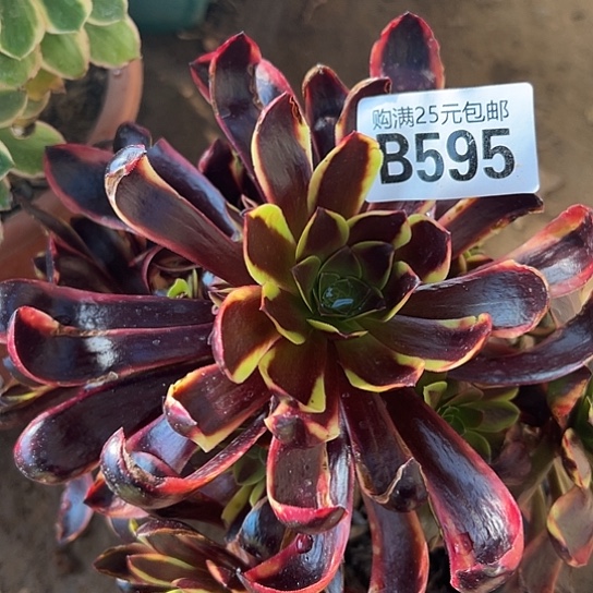 এ*嬌多肉植物一个