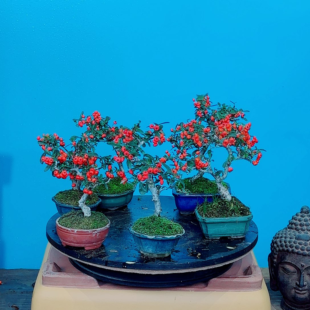 H****无花朵火棘吉祥果小盆景