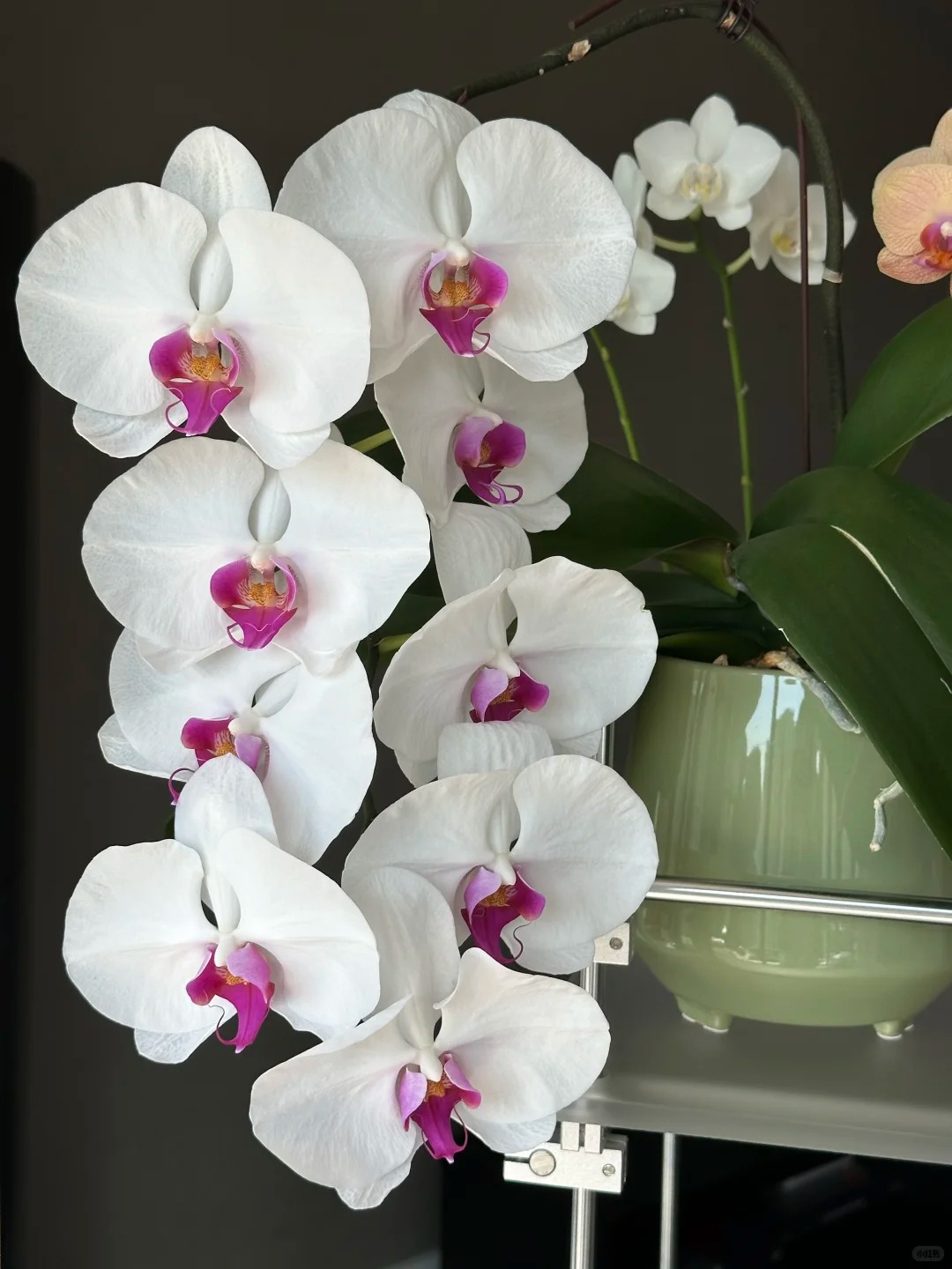 蝴蝶兰苗【白花红心3.0寸加高杯】，已出梗，无花