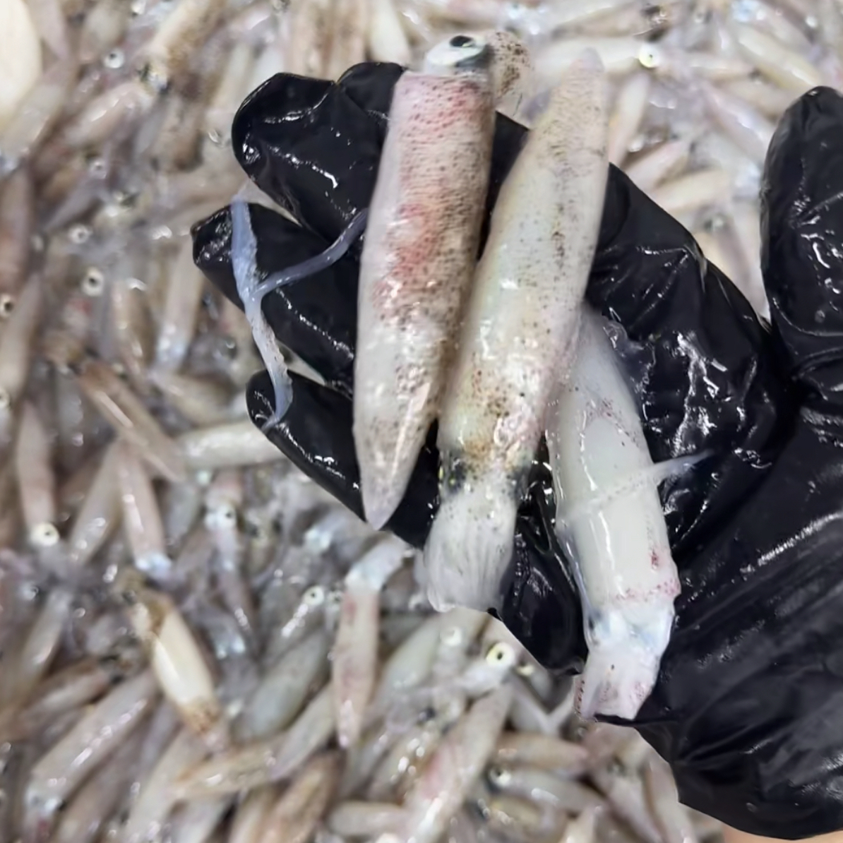 新鲜海兔（没泡水）一斤