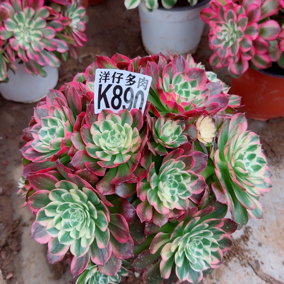 890海王法师园艺官服30左右2号