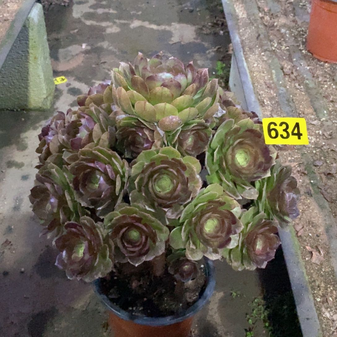 万圣节多肉法师634