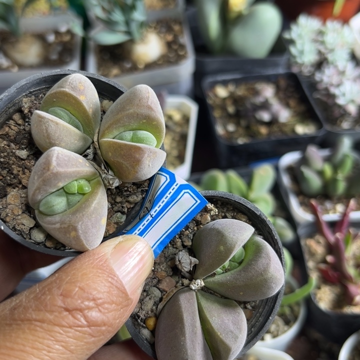 692 无比玉2颗一组多肉