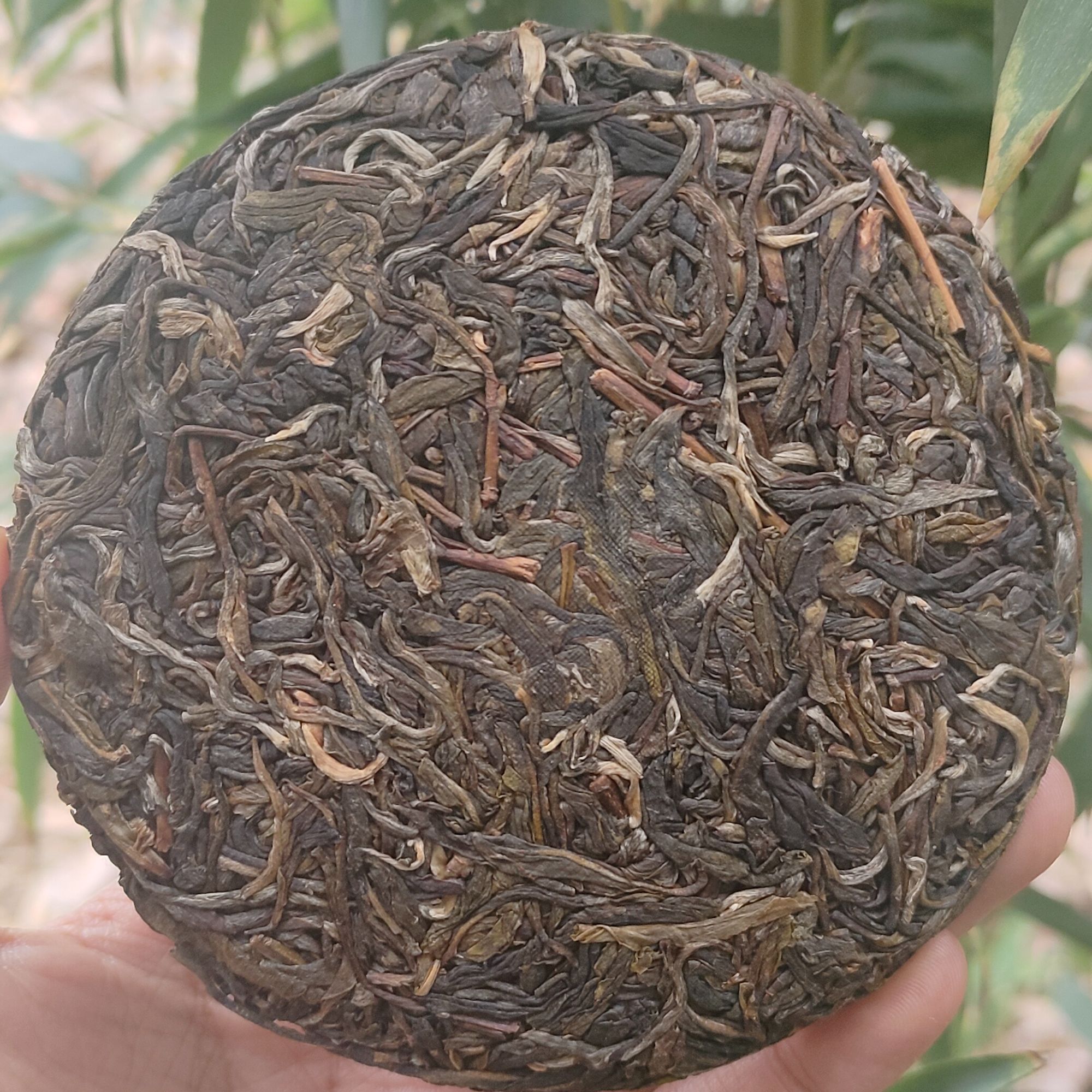 2023年 刮风寨古树 头春头采 普洱生茶100g饼 （带茶样）