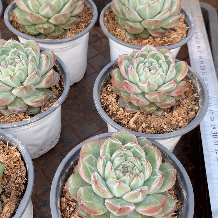 胖体雪花珍妮单双混带盆土两单包邮