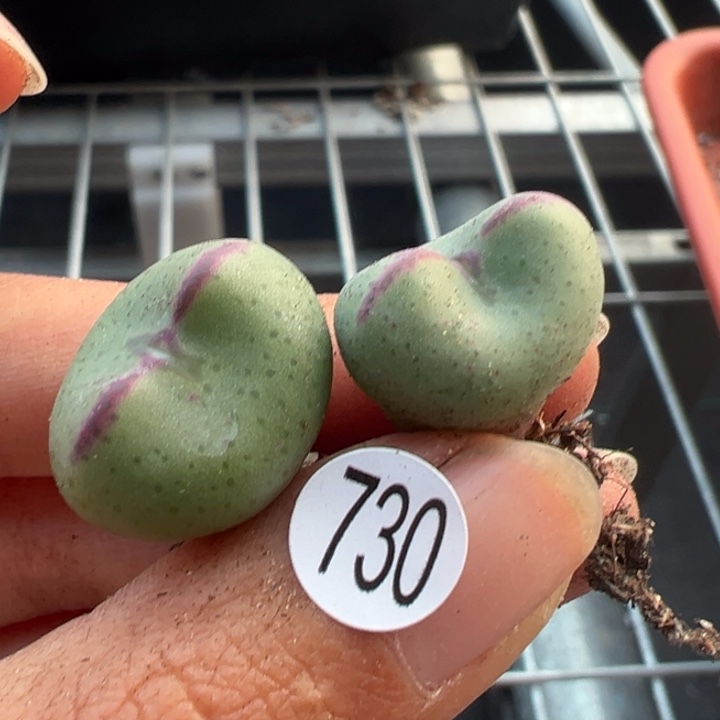 板***馆730号111111111111111