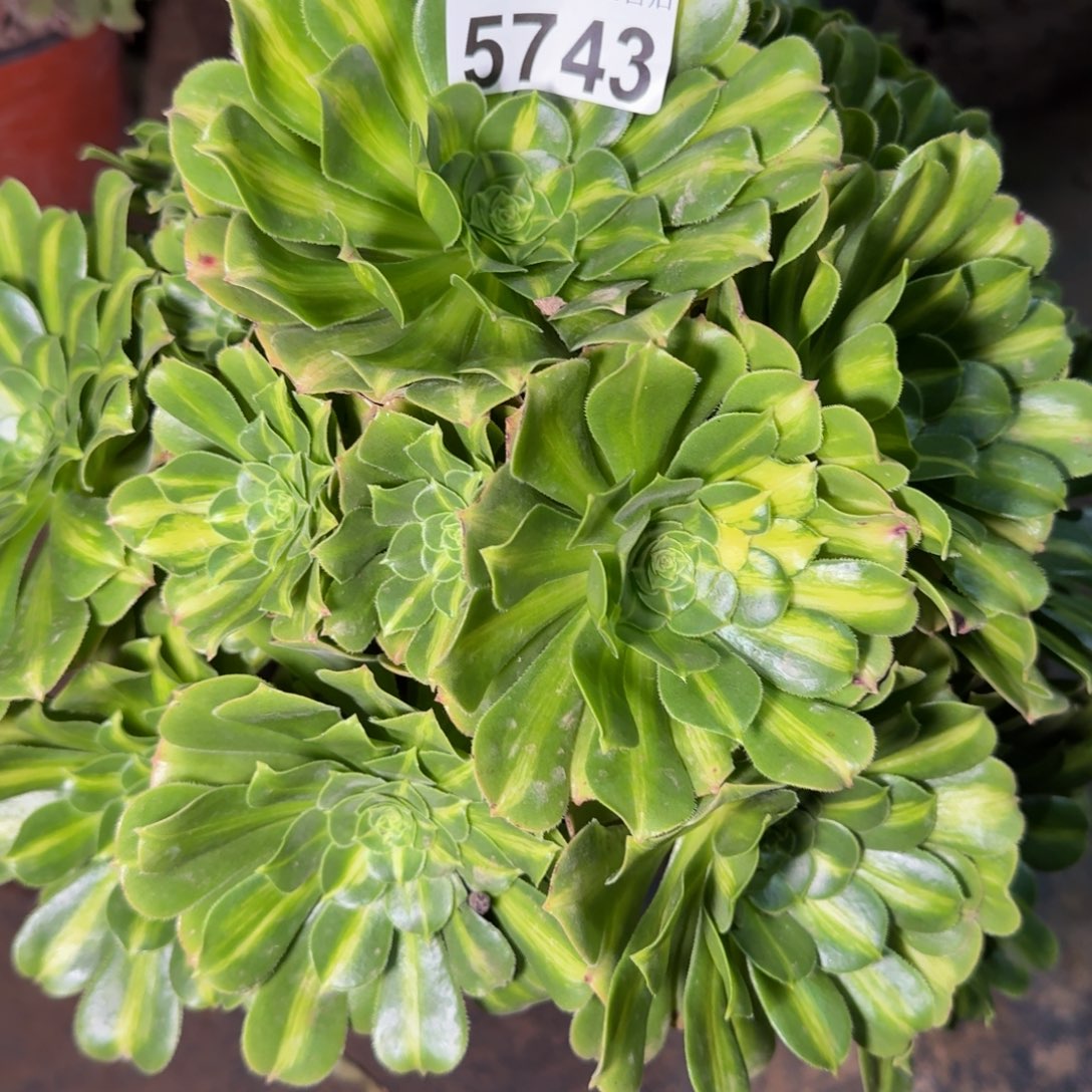 5743琉璃多肉植物提取